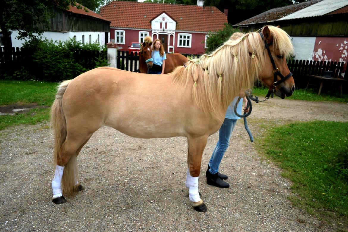 Islænder Sif fra Bølshavn - Smukke hest til striglekonkurrence <3
Vi kørte Peter Pan tema, og Sif var Klokkeblomst ;) billede 6