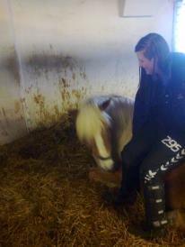 Haflinger Lizett billede 10