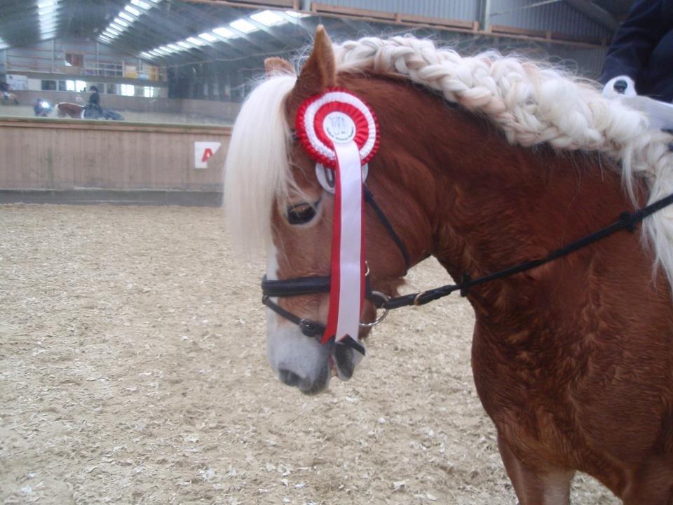 Haflinger Lizett billede 4