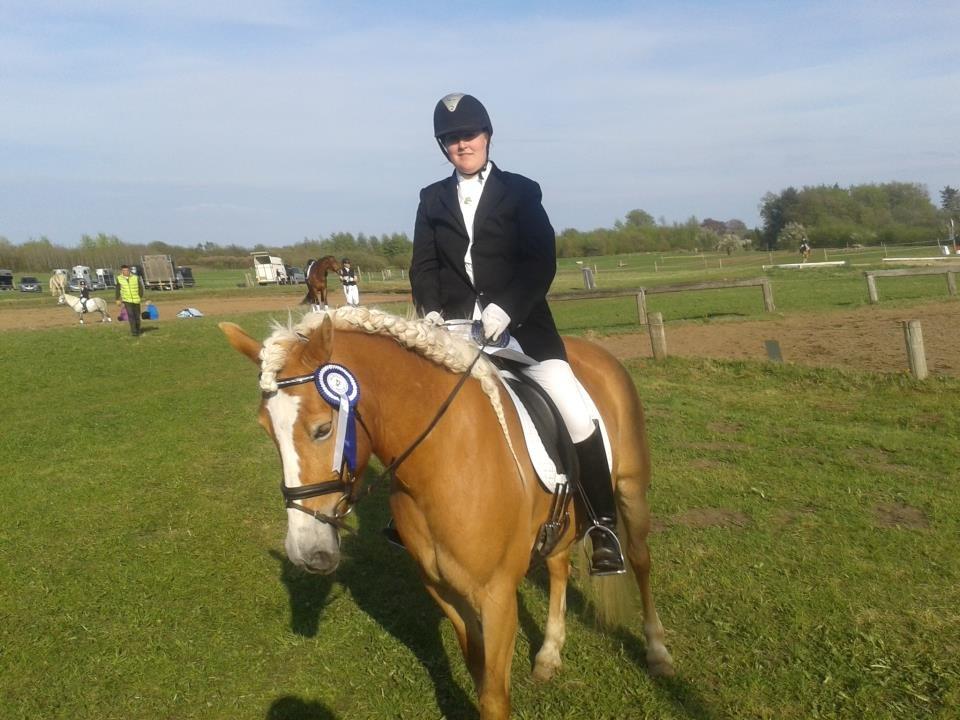 Haflinger Lizett billede 5