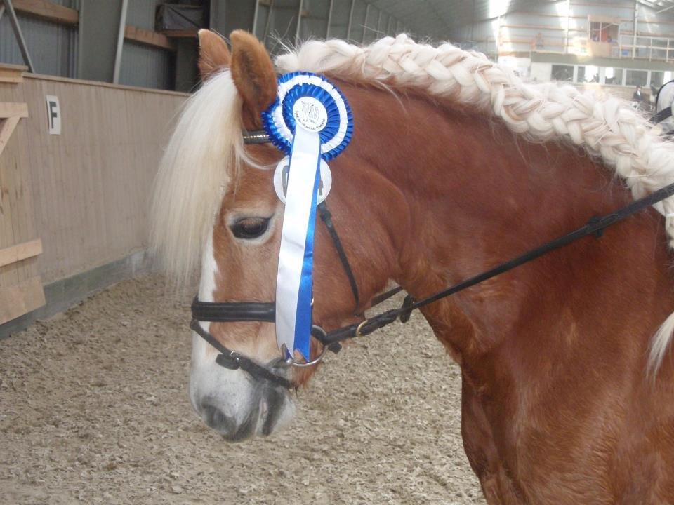 Haflinger Lizett billede 7