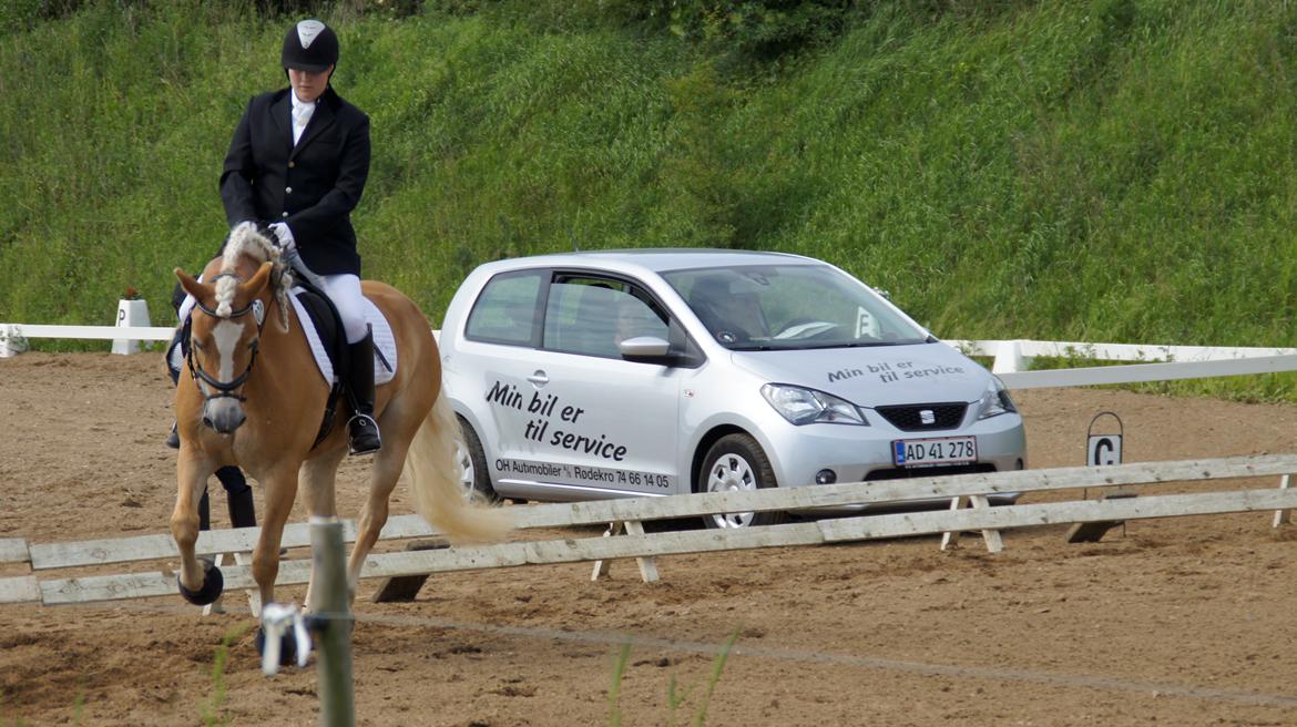 Haflinger Lizett billede 2