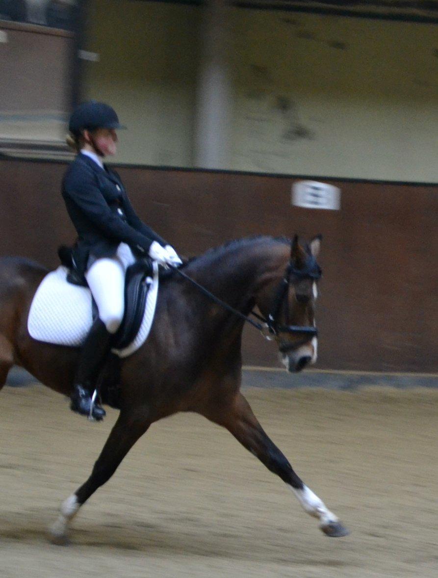 DSP Toftegårdens Alcazar B-pony billede 20