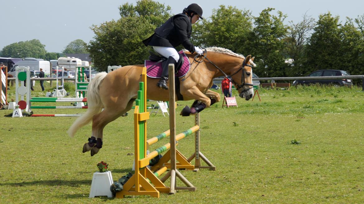 Haflinger Lizett billede 6