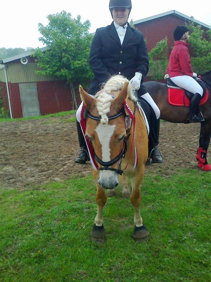 Haflinger Lizett billede 8