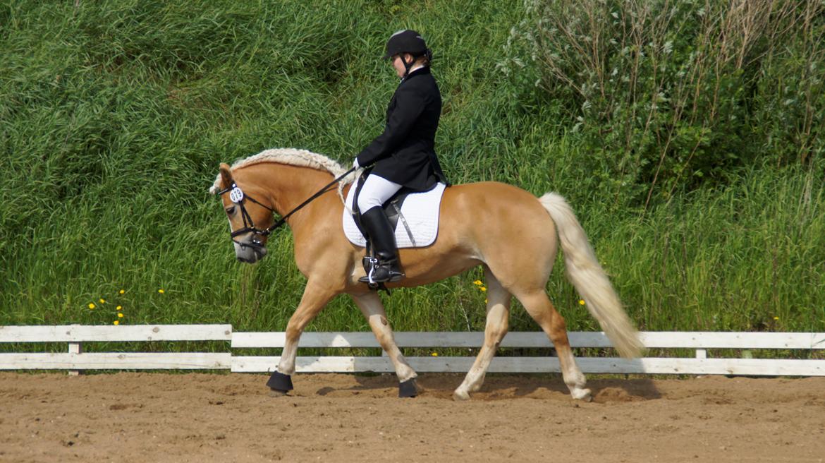 Haflinger Lizett billede 9