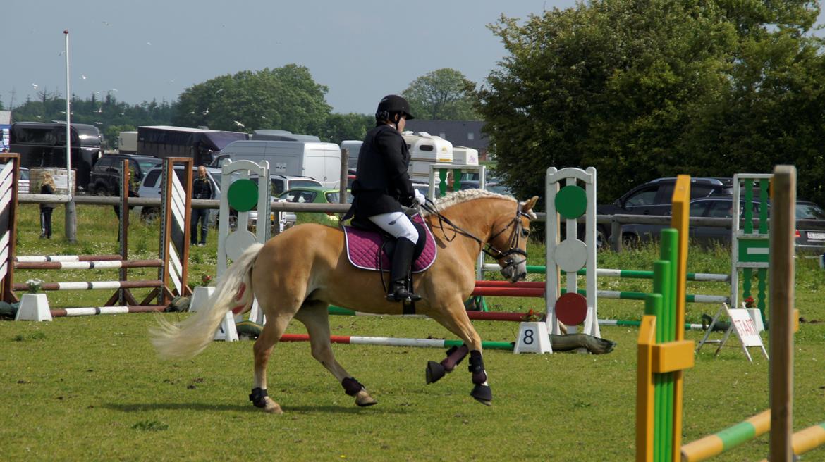 Haflinger Lizett billede 11