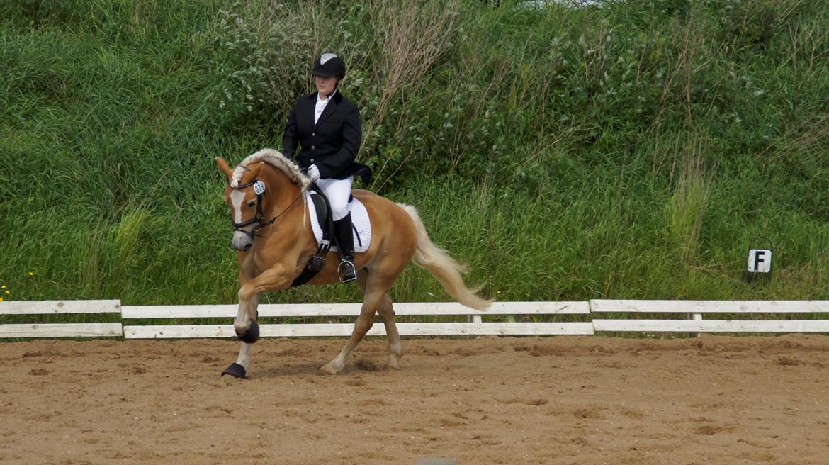 Haflinger Lizett billede 12