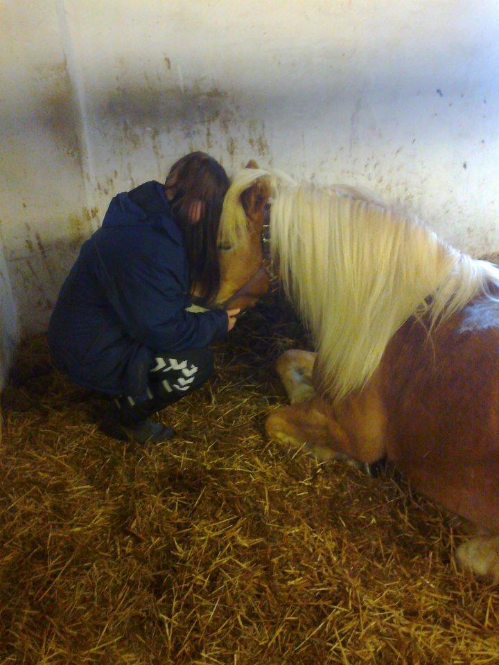 Haflinger Lizett billede 13