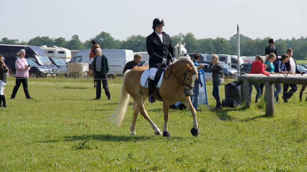 Haflinger Lizett billede 14