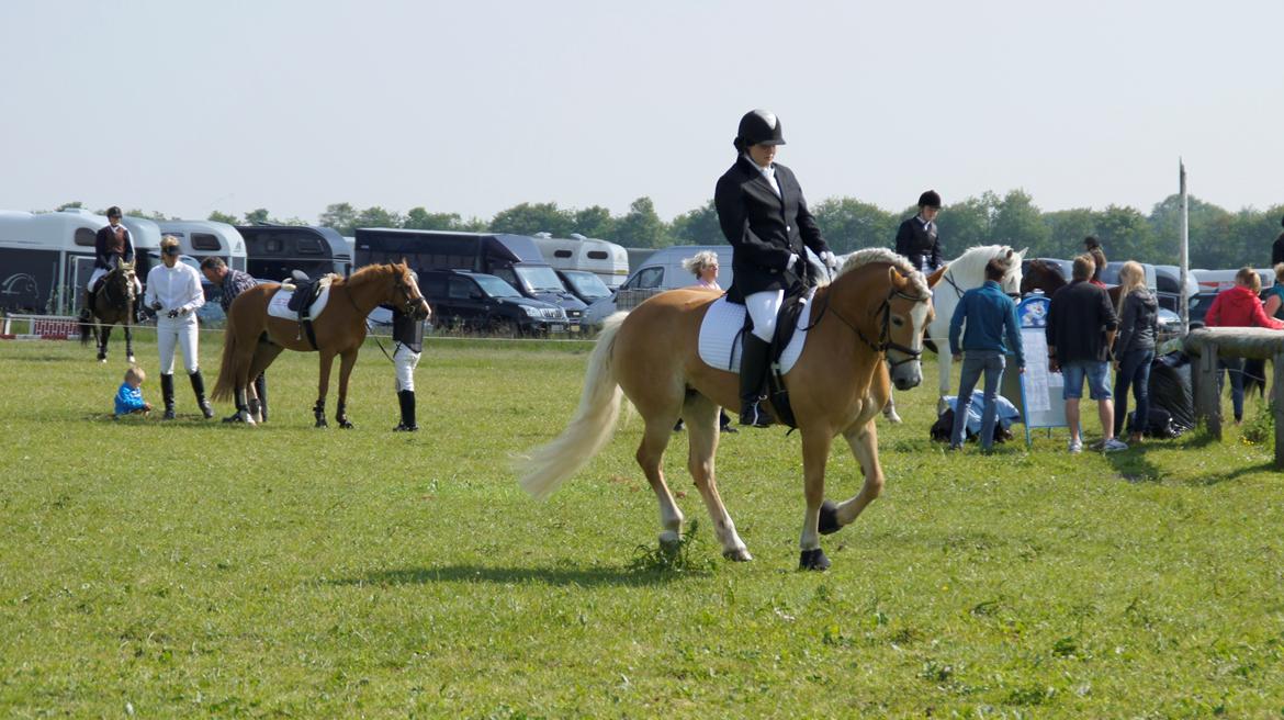 Haflinger Lizett billede 15