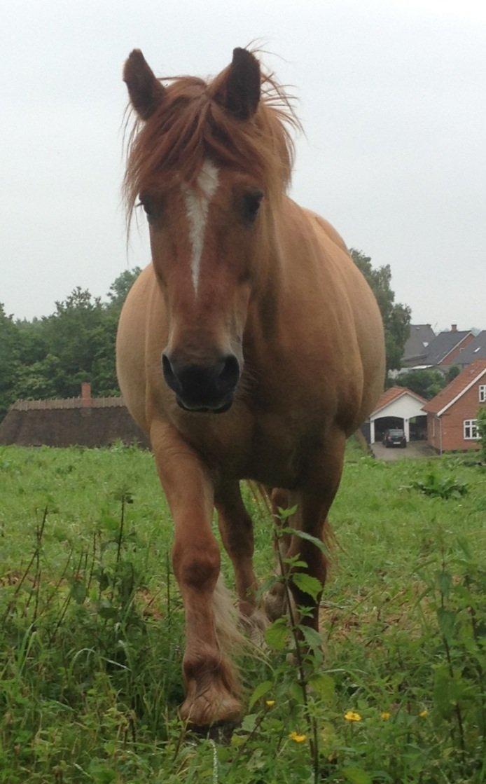 Anden særlig race Bertram billede 11