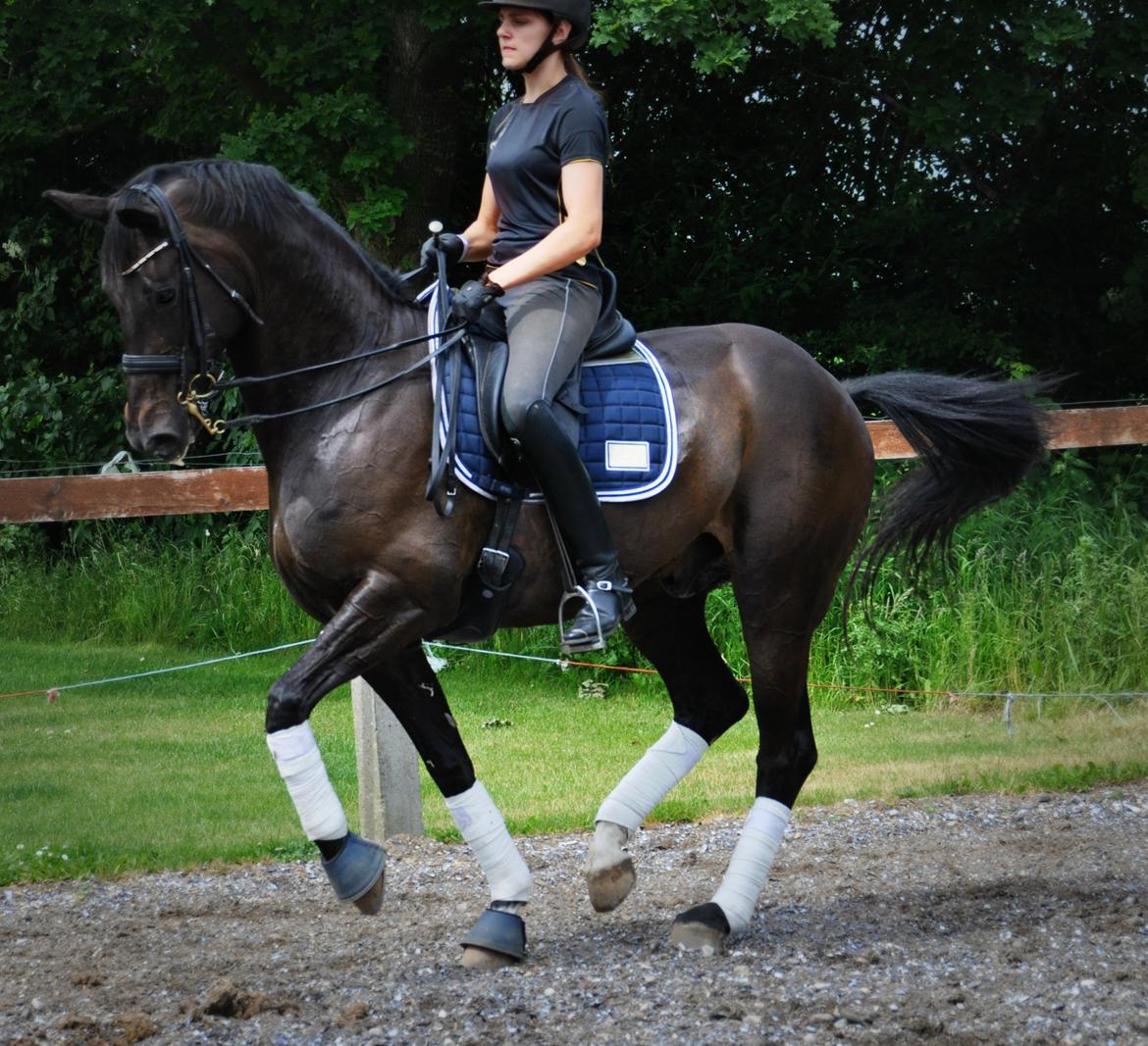 Dansk Varmblod Høagergaard's Dark Force - Piaffe<3 billede 1