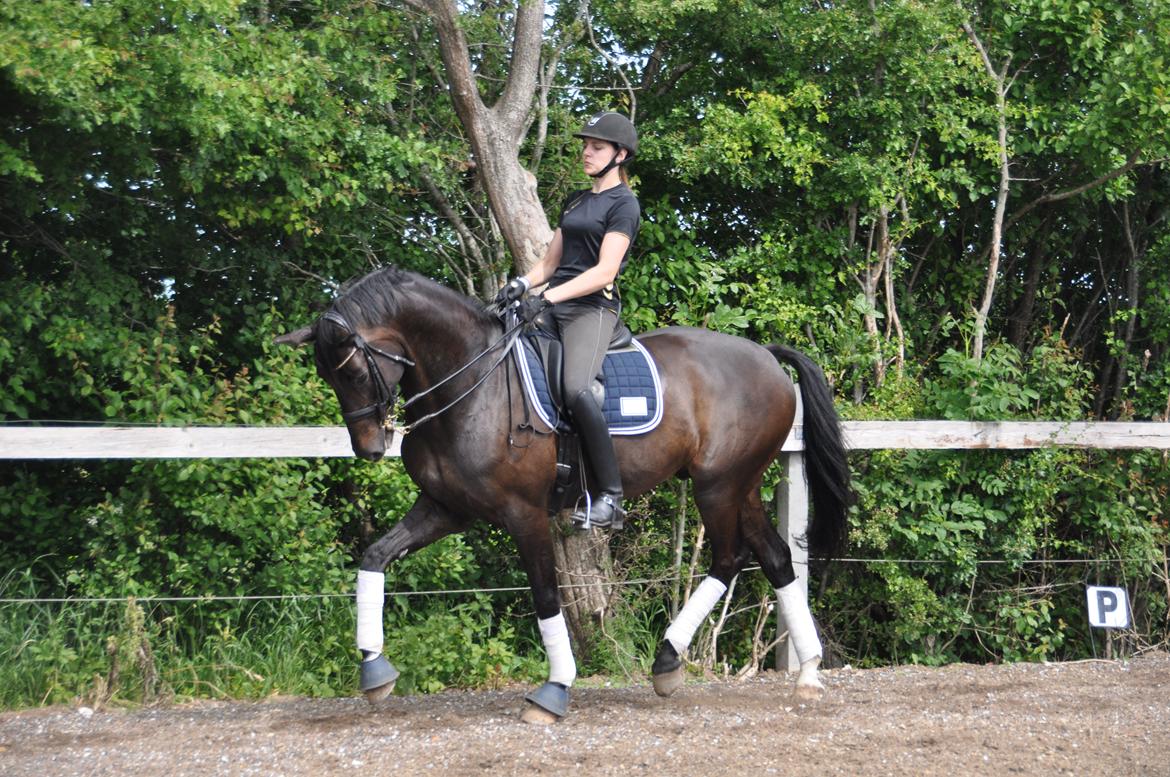 Dansk Varmblod Høagergaard's Dark Force billede 3