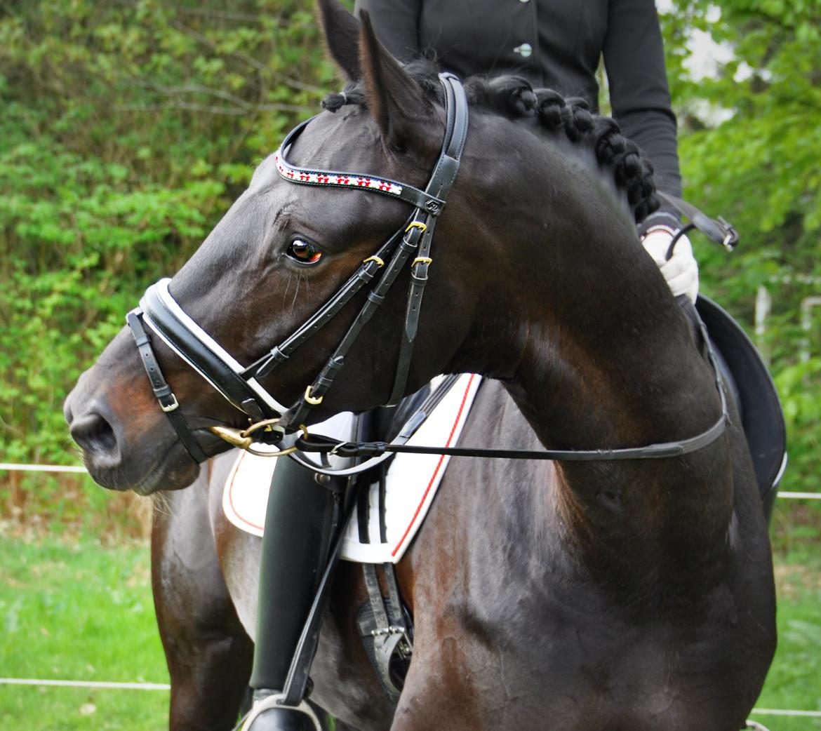 Tysk Oldenburger Gørklintgård's Supreme - Smukke hest <3 billede 1