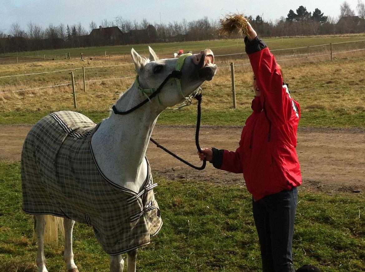 Anden særlig race Superstar - smil til verden & verden smiler til dig <3 billede 18