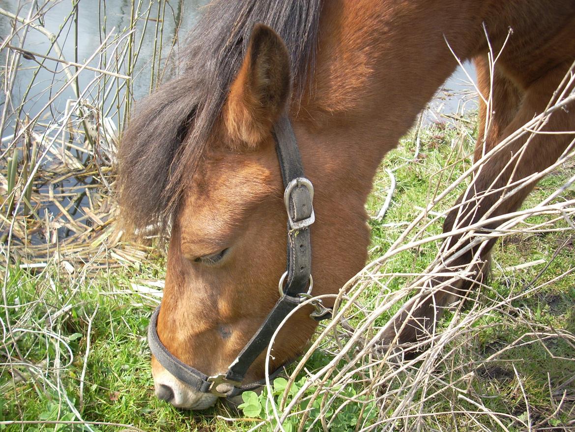 Anden særlig race waliska - ummm dejlig græs billede 1