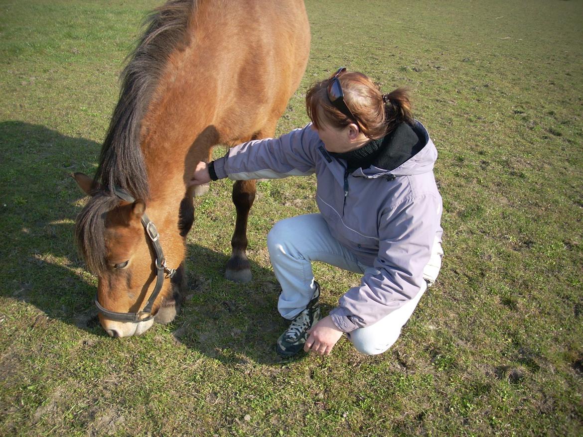 Anden særlig race waliska - os to billede 2