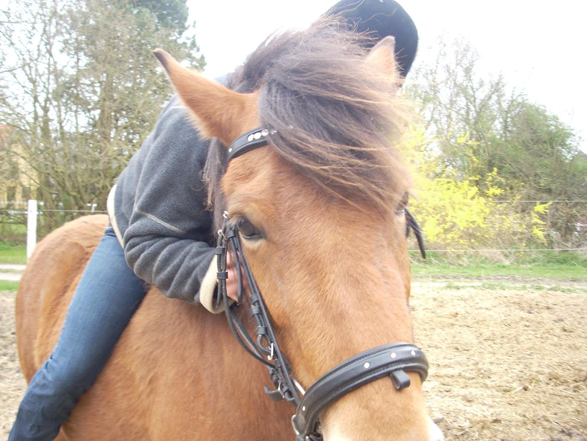 Anden særlig race waliska - hygge billede 3