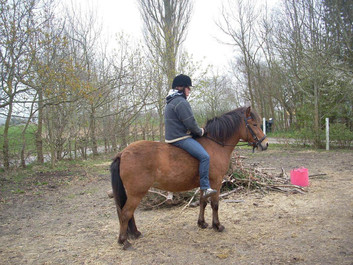 Anden særlig race waliska billede 4