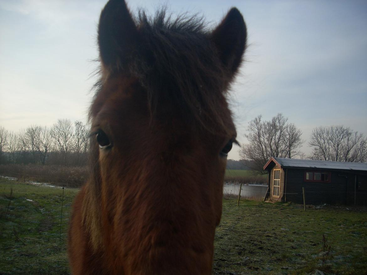 Anden særlig race waliska billede 6