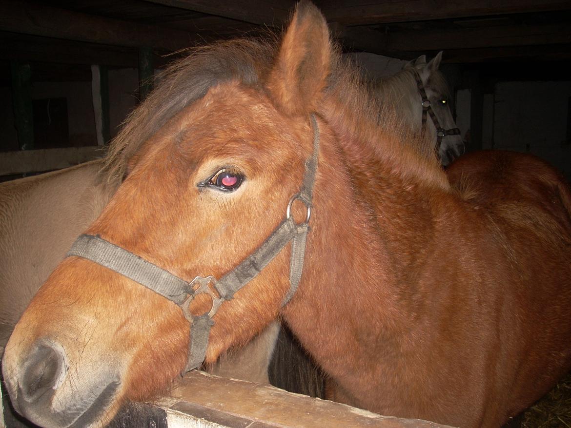 Anden særlig race waliska billede 7