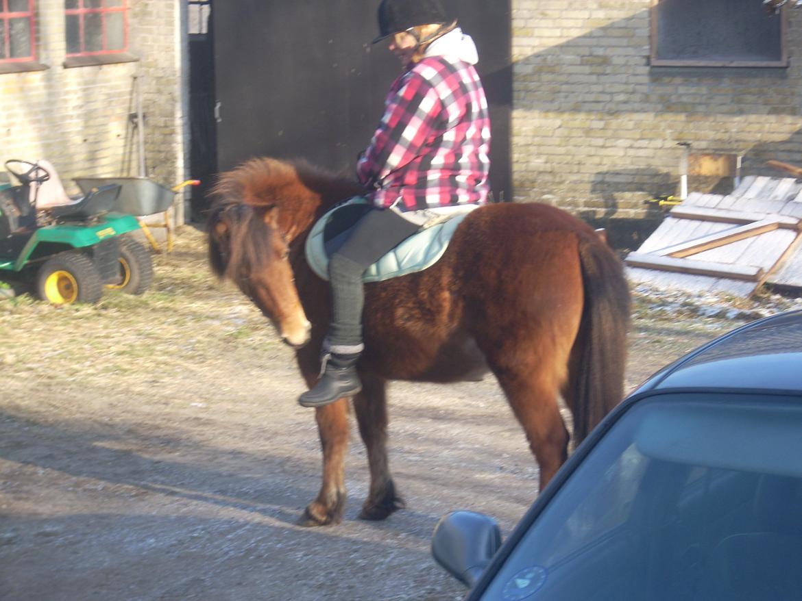 Anden særlig race waliska billede 9