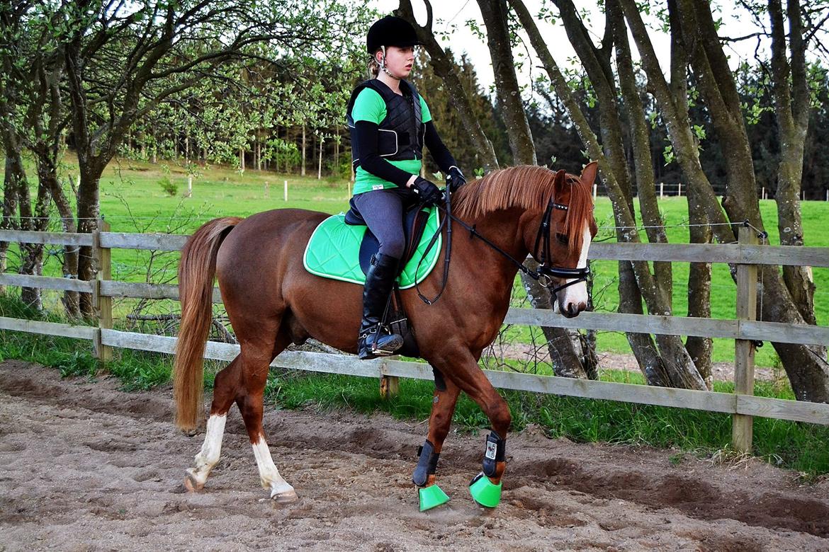 Anden særlig race Mon Cheri<3 - Du er en pony i verdens klasse!<3 billede 3