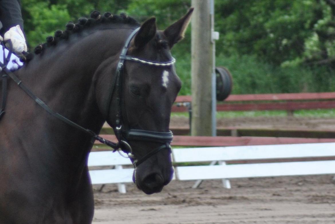 Oldenborg Samira af Smedegaard. - Samira <3 billede 16