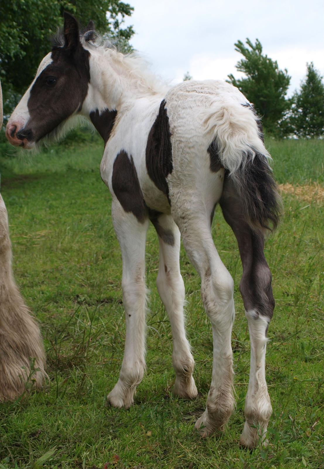 Irish Cob Beer's Mr. Prezident billede 4