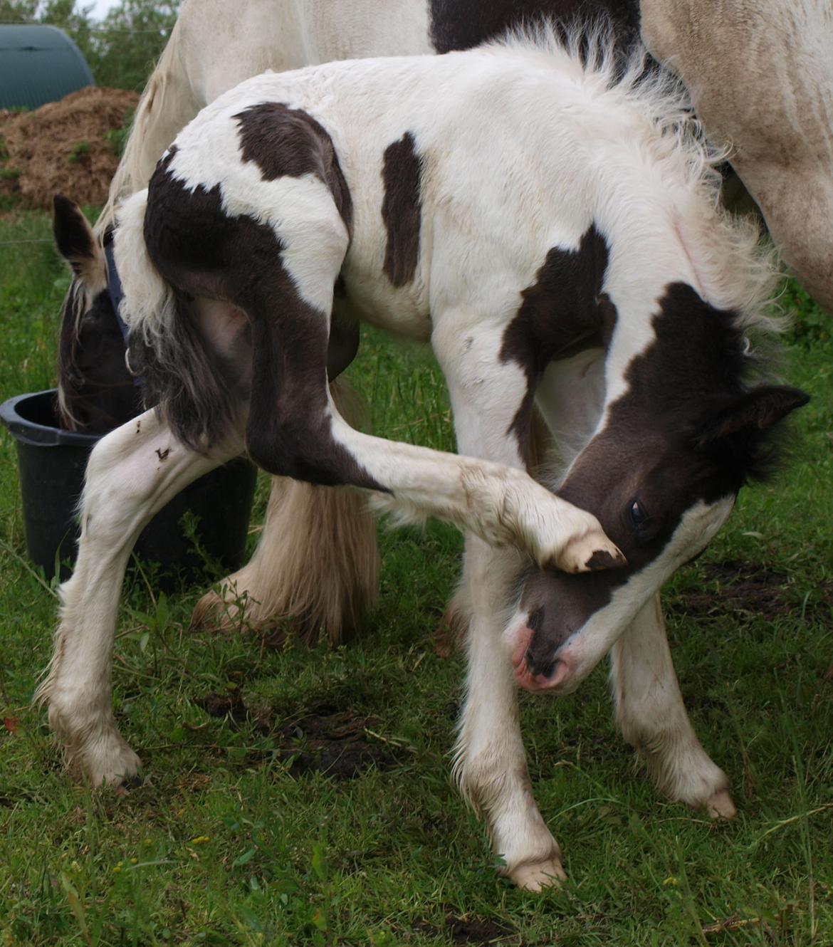 Irish Cob Beer's Mr. Prezident billede 5
