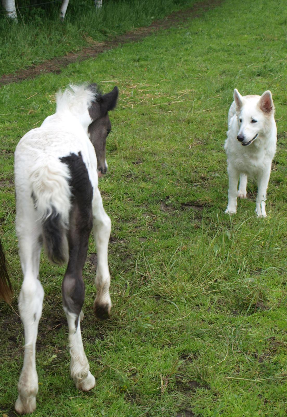 Irish Cob Beer's Mr. Prezident billede 6