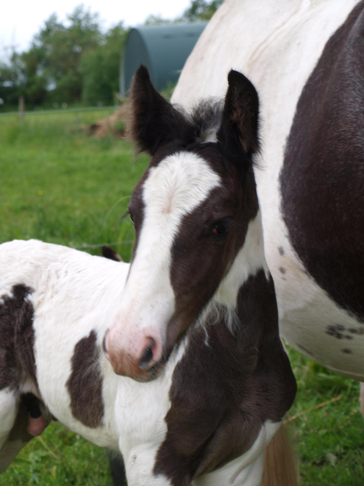 Irish Cob Beer's Mr. Prezident billede 7