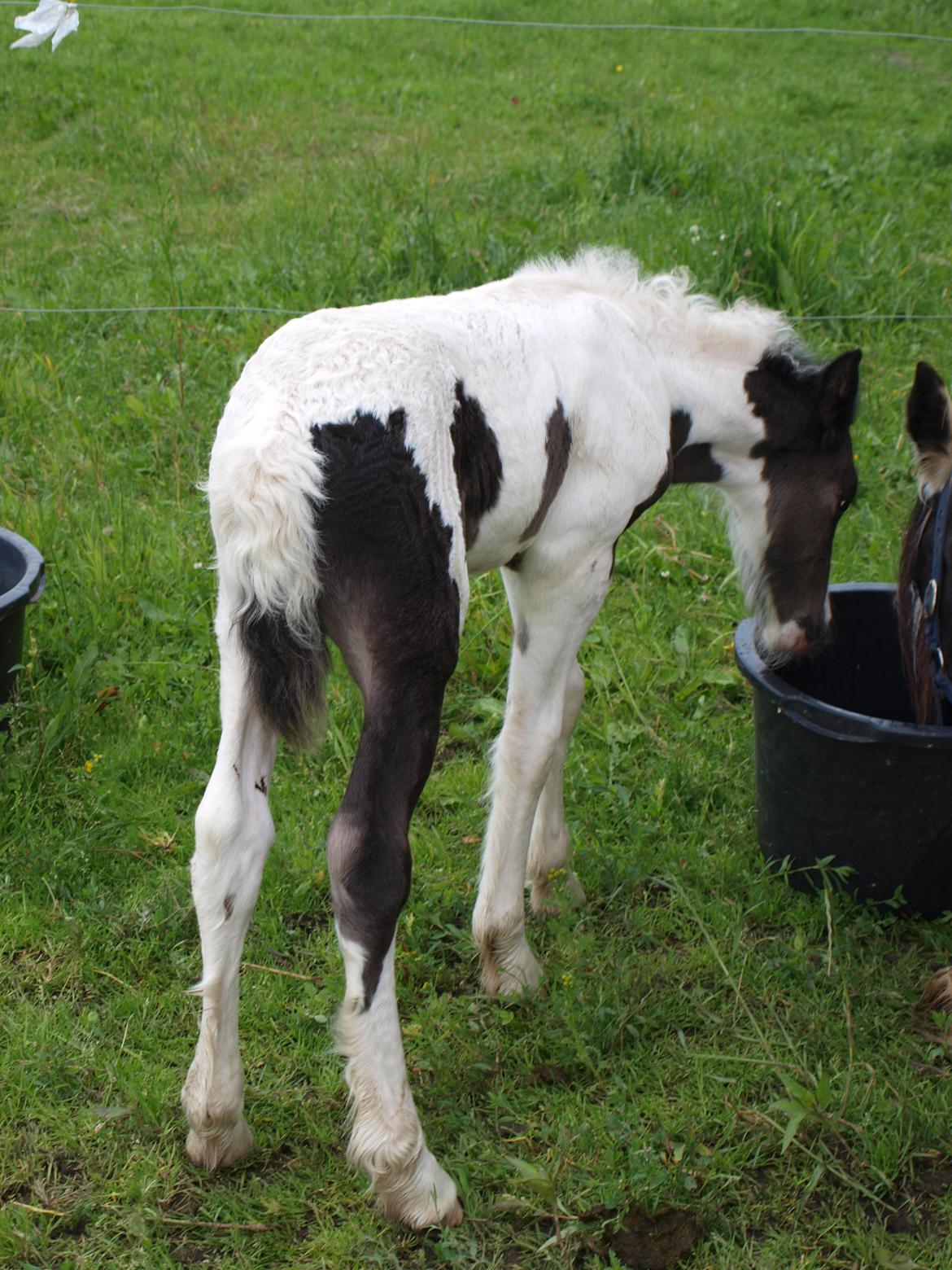 Irish Cob Beer's Mr. Prezident billede 8