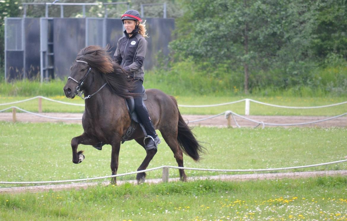 Islænder Hjörtur fra Gultentorp - Hjörtur i pas 5.gang billede 16