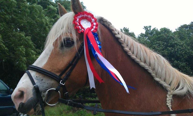 Haflinger Laban - 1. og 2. plads i LD-procentklassen i Tobøl juni 2013.  billede 14
