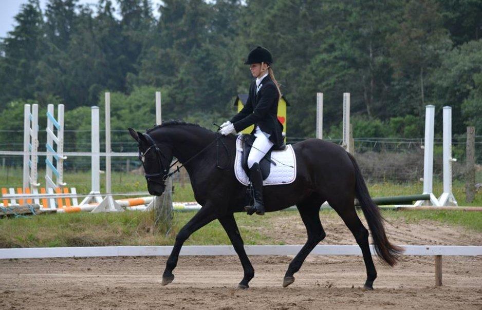 Trakehner Elvira Madigan - - 22/6-13, første stævne. Foto: Stie foto. billede 5