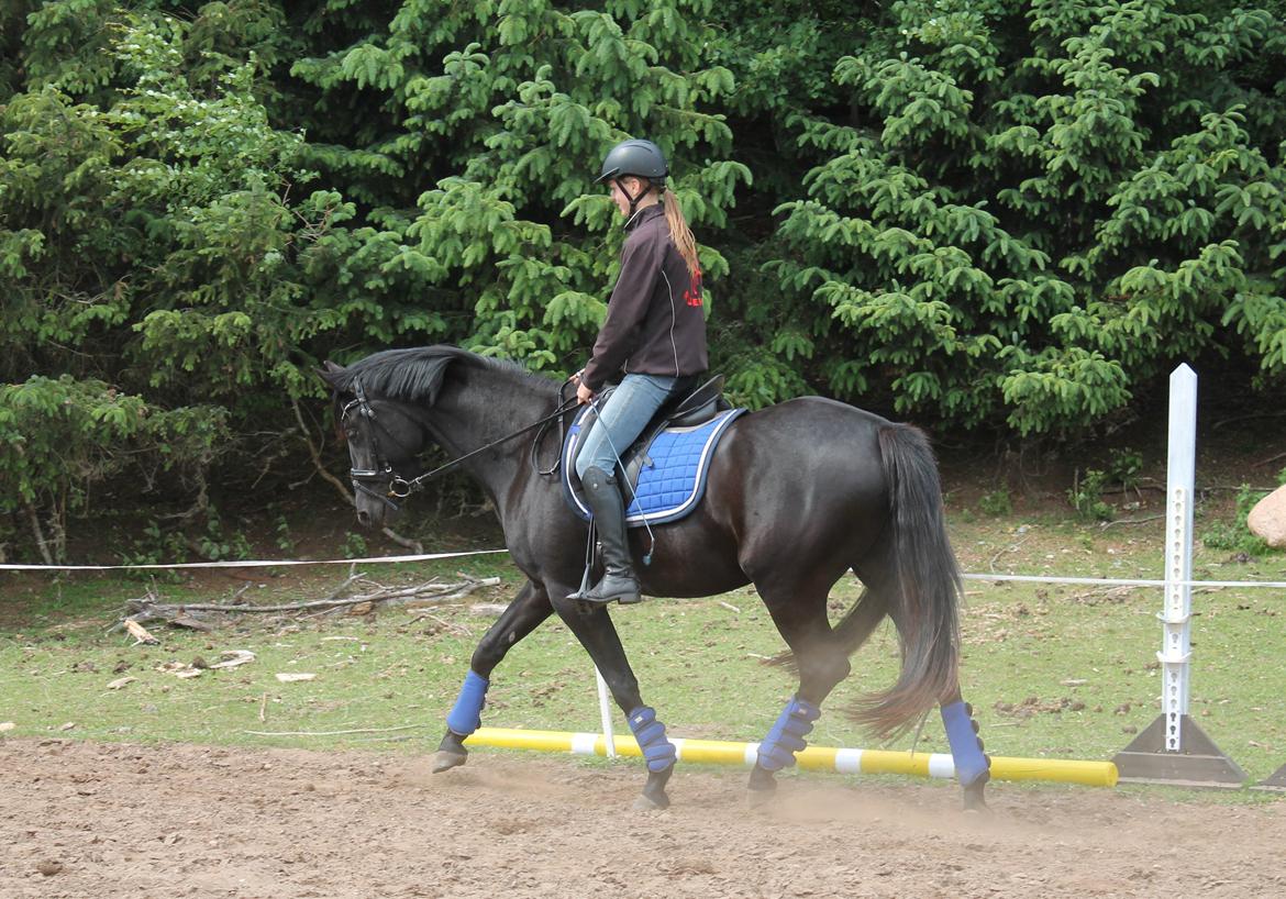 Trakehner Elvira Madigan - - 15/6-13. billede 6