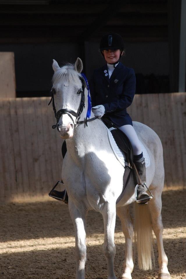 Hollandsk Sportspony Bombay <3 billede 6