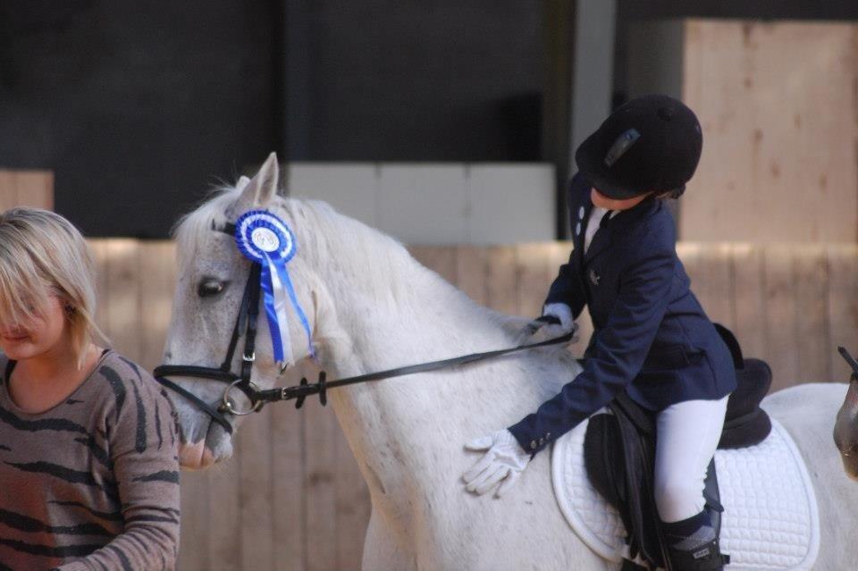 Hollandsk Sportspony Bombay <3 billede 7