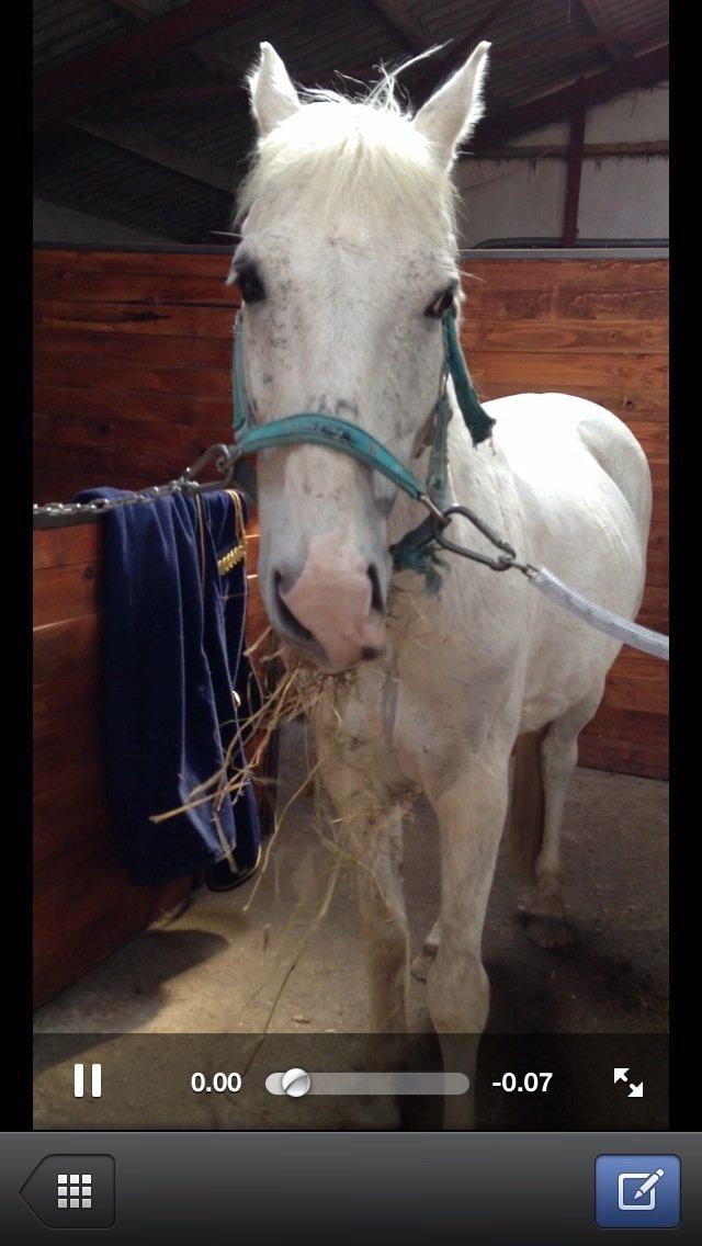 Hollandsk Sportspony Bombay <3 billede 8