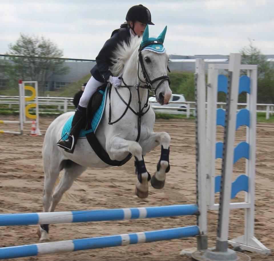 Hollandsk Sportspony Bombay <3 billede 9