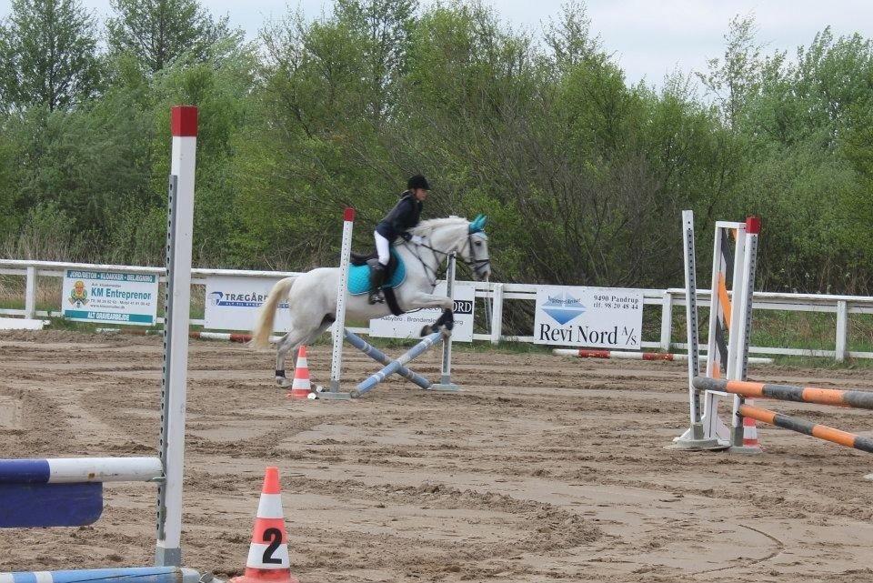 Hollandsk Sportspony Bombay <3 billede 10