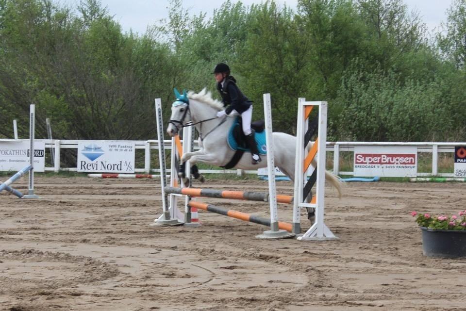 Hollandsk Sportspony Bombay <3 billede 11