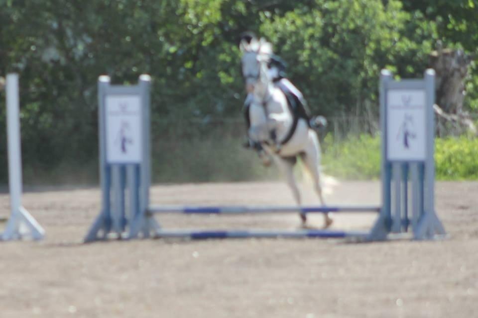 Hollandsk Sportspony Bombay <3 billede 12