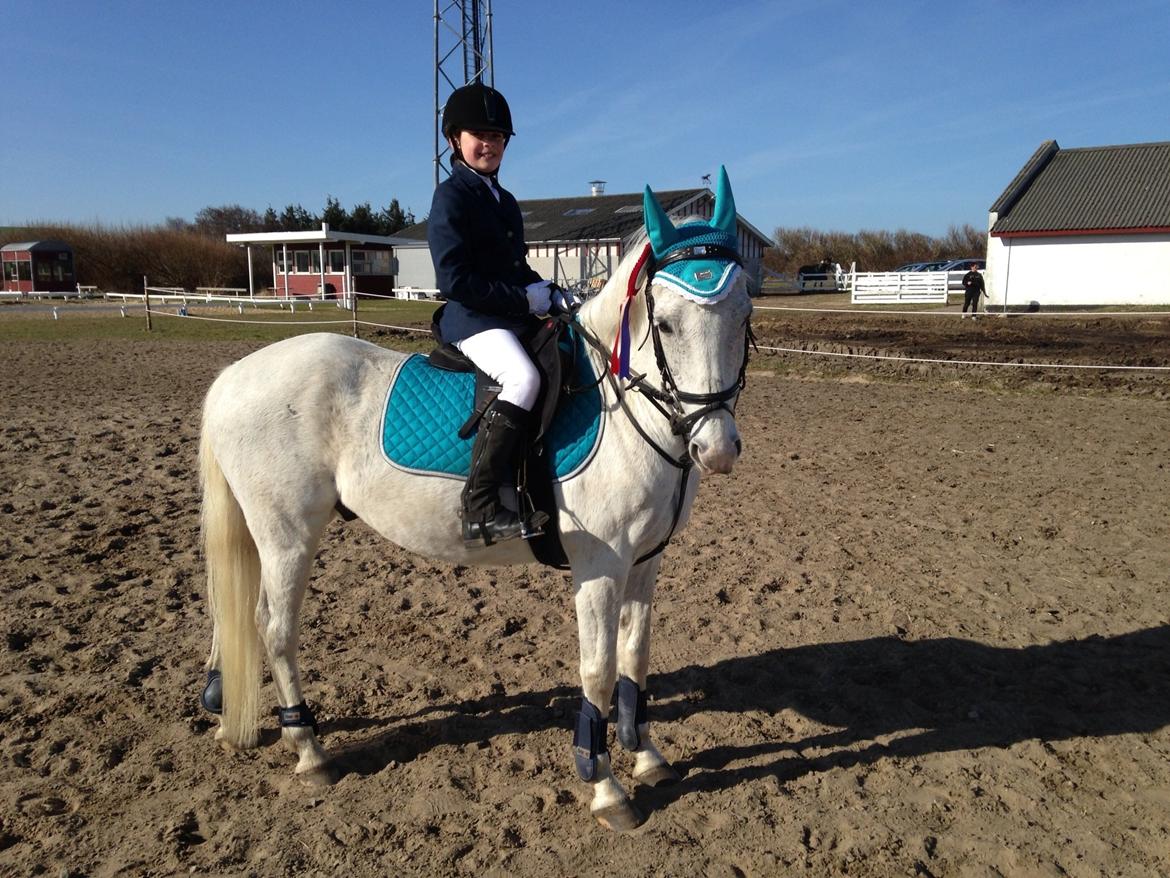 Hollandsk Sportspony Bombay <3 billede 13