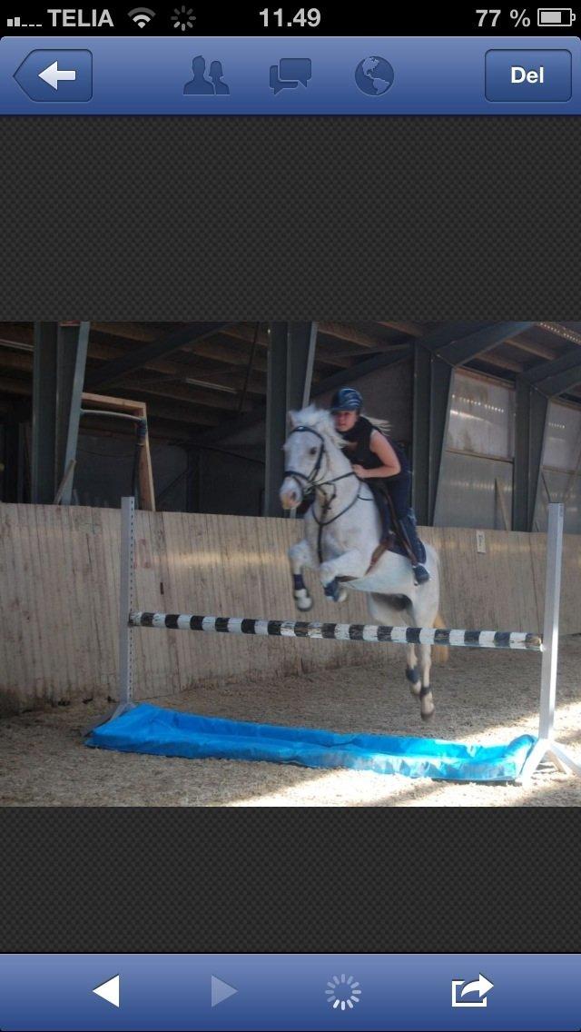 Hollandsk Sportspony Bombay <3 billede 14