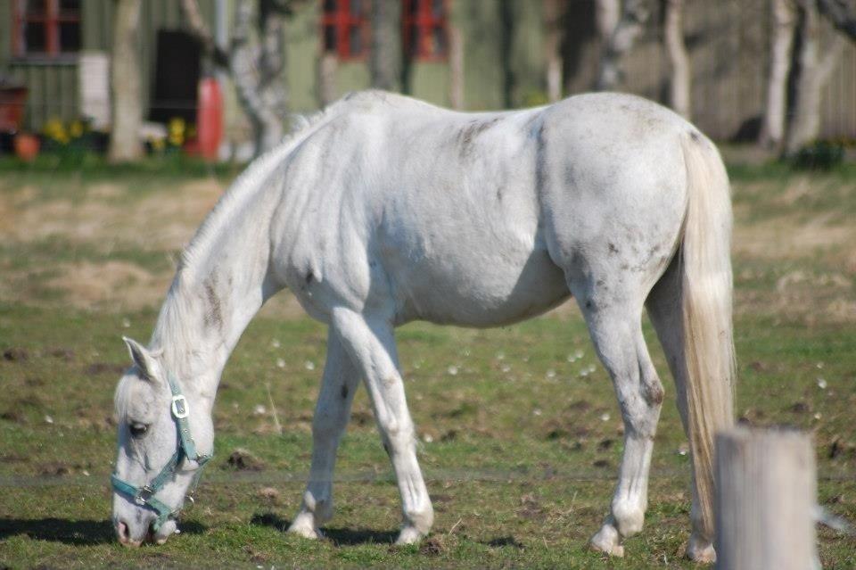 Hollandsk Sportspony Bombay <3 billede 15