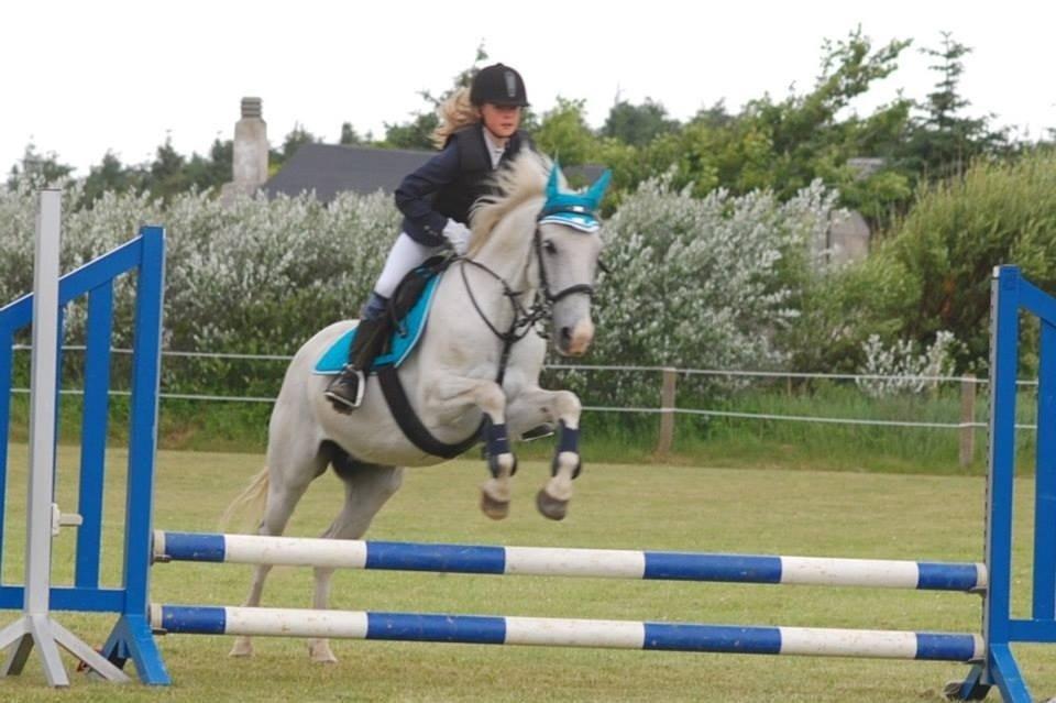 Hollandsk Sportspony Bombay <3 billede 16