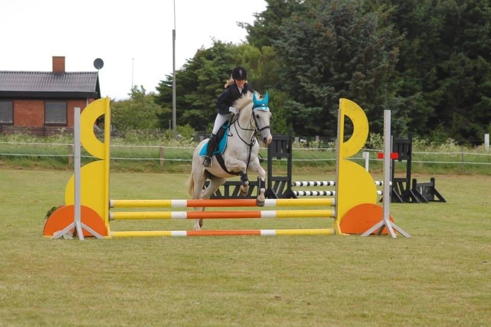 Hollandsk Sportspony Bombay <3 billede 17